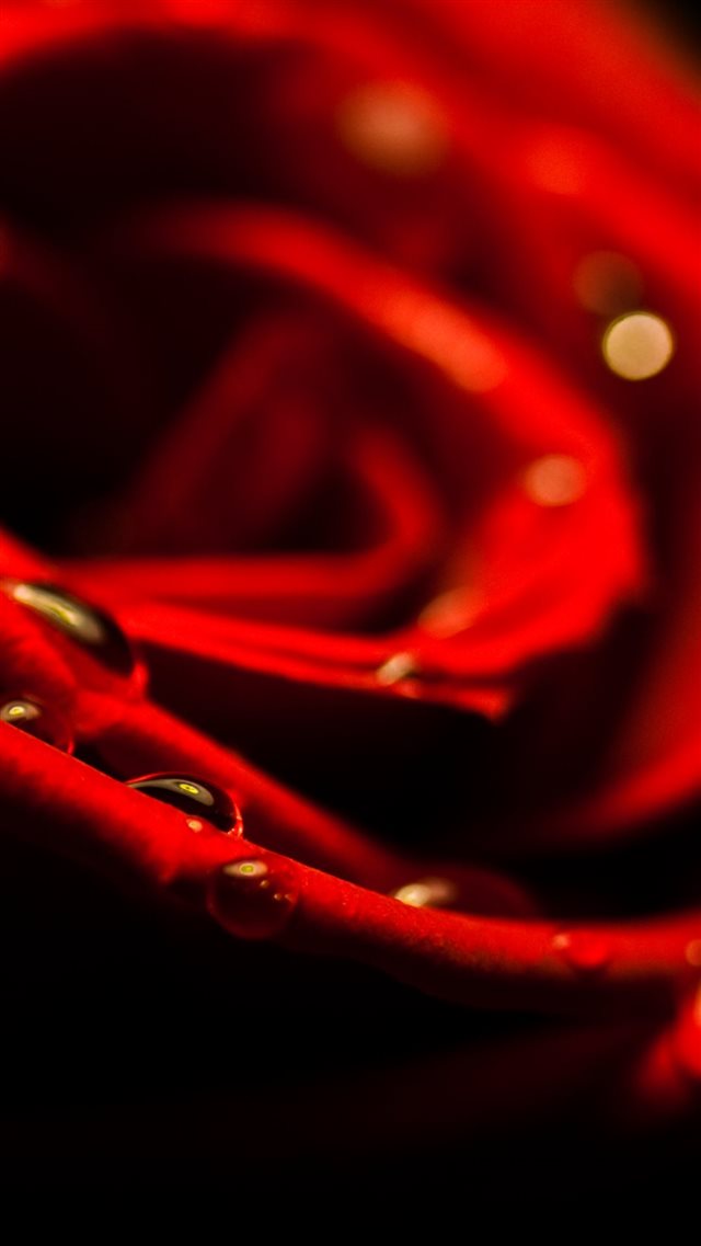 Red Rose Closeup Valentines Day iPhone 8 wallpaper 
