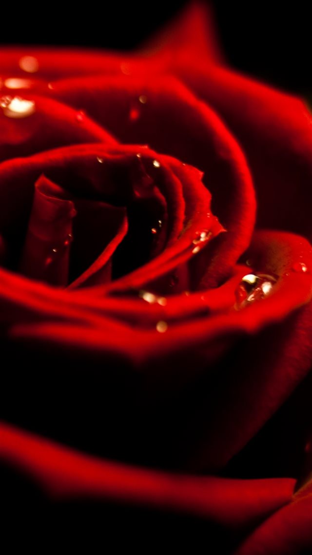 Red Rose Dew Closeup iPhone 8 wallpaper 