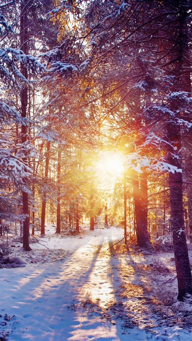 Winter Forest Dawn Landscape iPhone 8 wallpaper 
