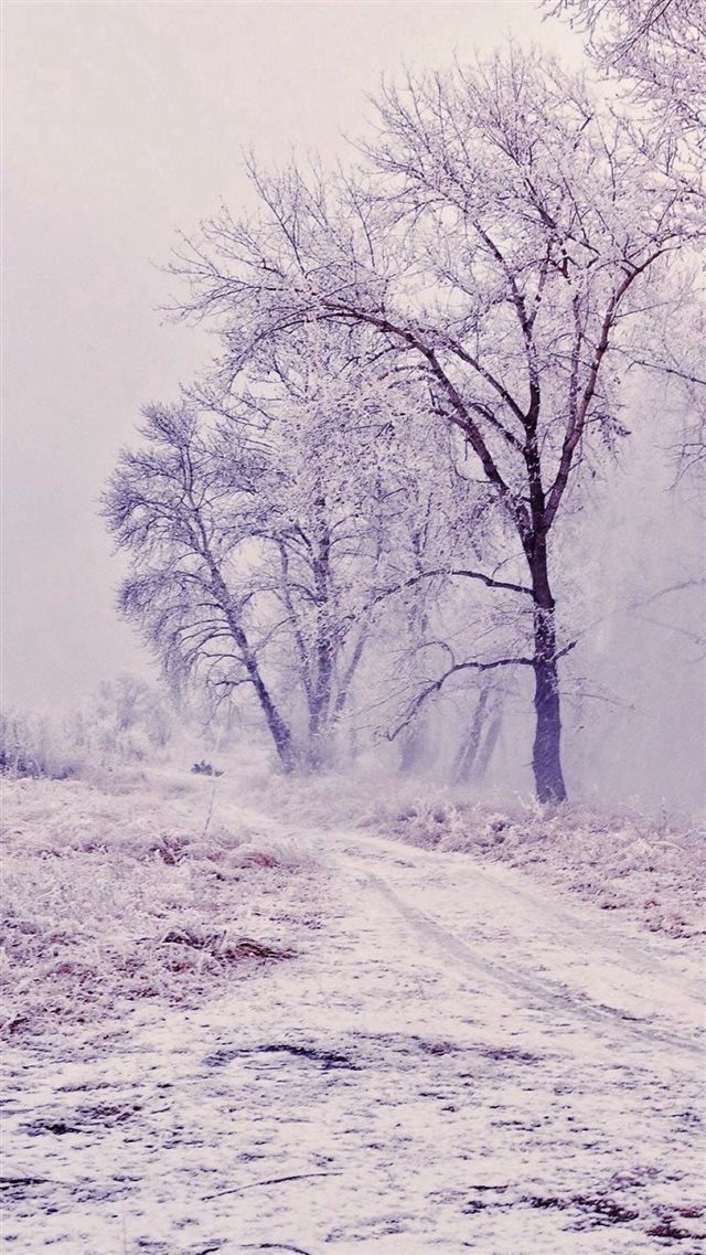 Winter Path Trees Landscape iPhone 8 wallpaper 