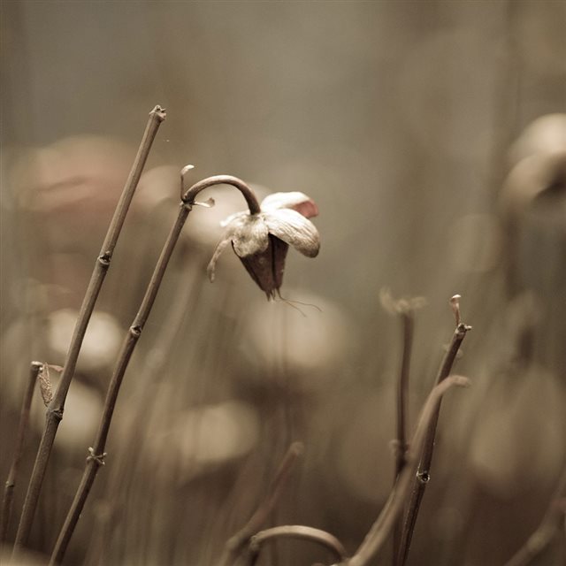 Nature Wither Flower Bokeh Blur iPad wallpaper 