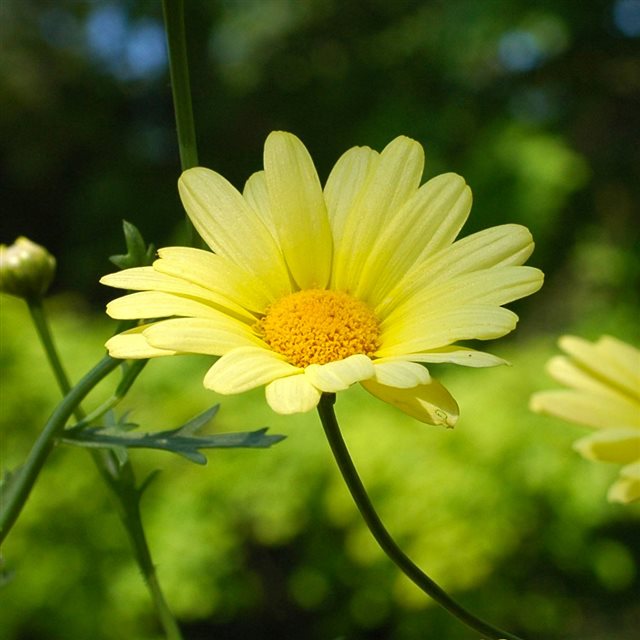 Summer Beautiful Yellow Daisy Memory iPad wallpaper 
