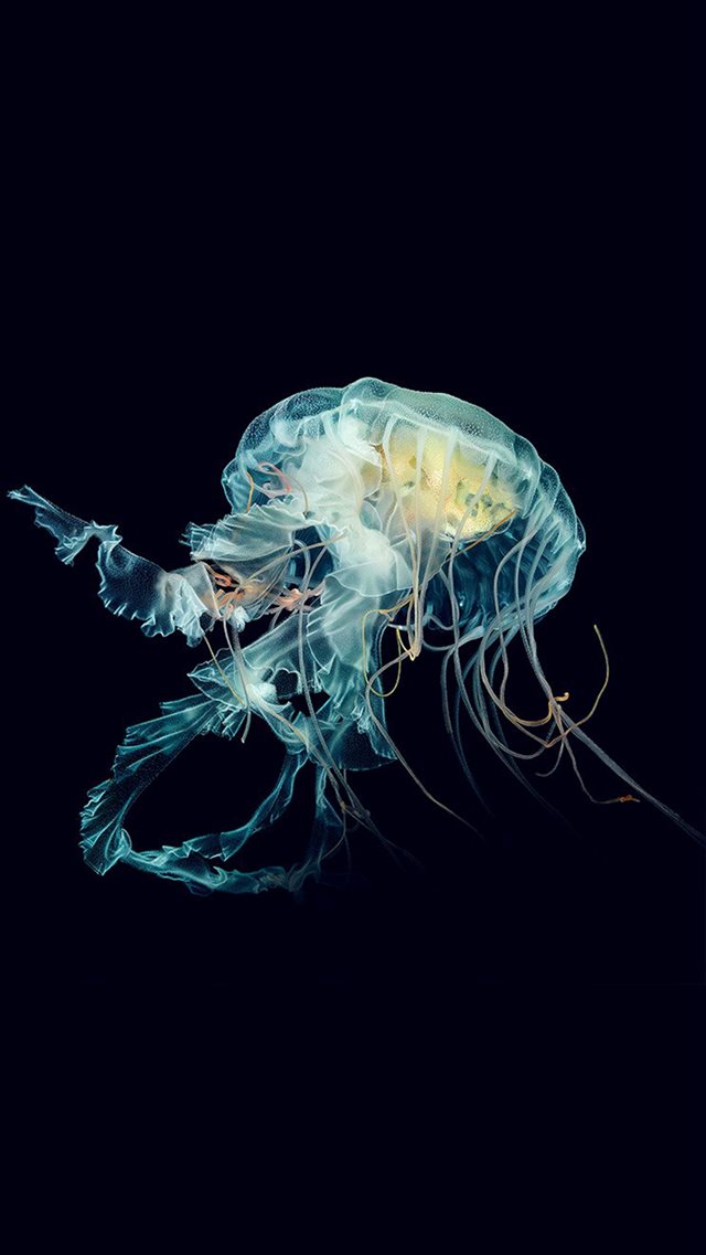 Apple Watch Jellyfish Art Nature iPhone 8 wallpaper 