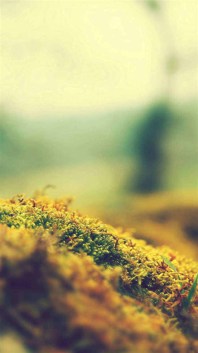 Lovely Moss Flower Nature iPhone 8 wallpaper 