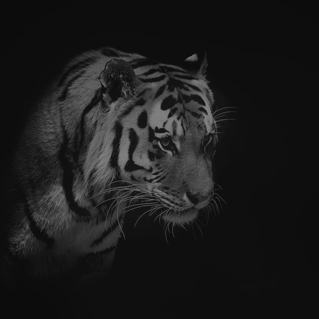 Tiger Dark Animal Love Nature iPad wallpaper 
