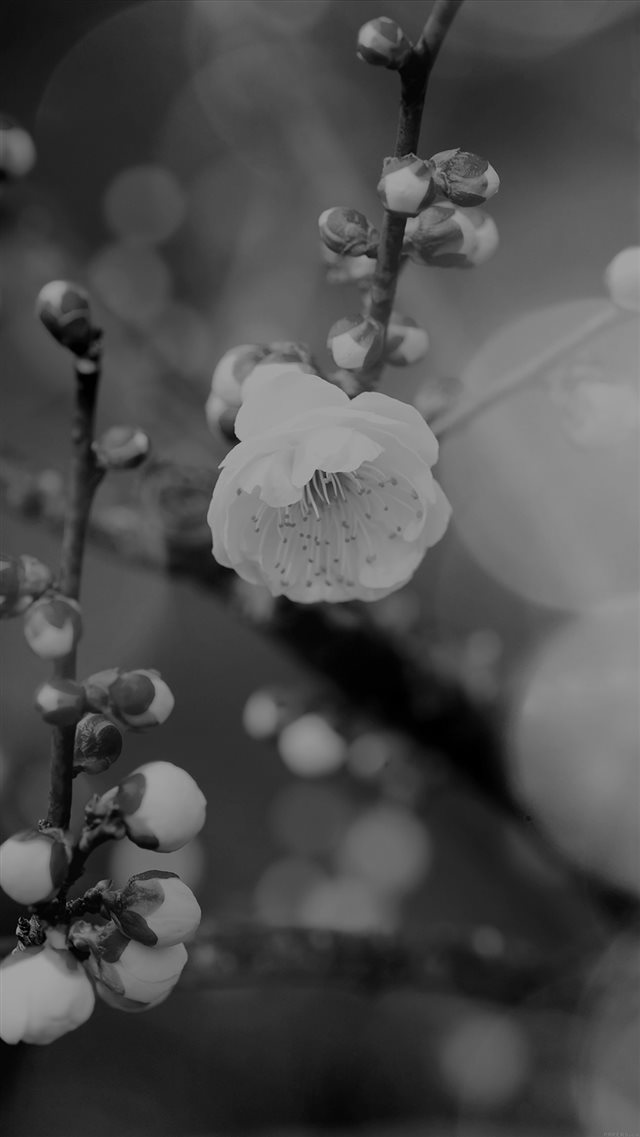 Apricot Flower Bud Dark Spring Nature Twigs Tree iPhone 8 wallpaper 