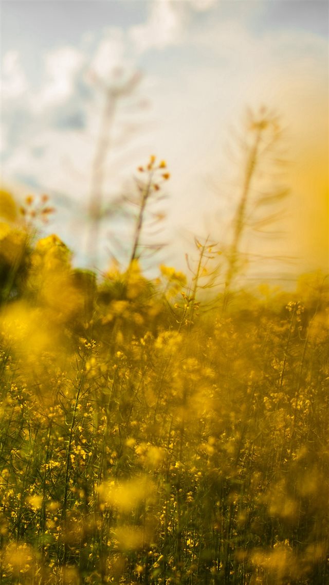 Nature Yellow Flower Bokeh Spring Happy iPhone 8 wallpaper 
