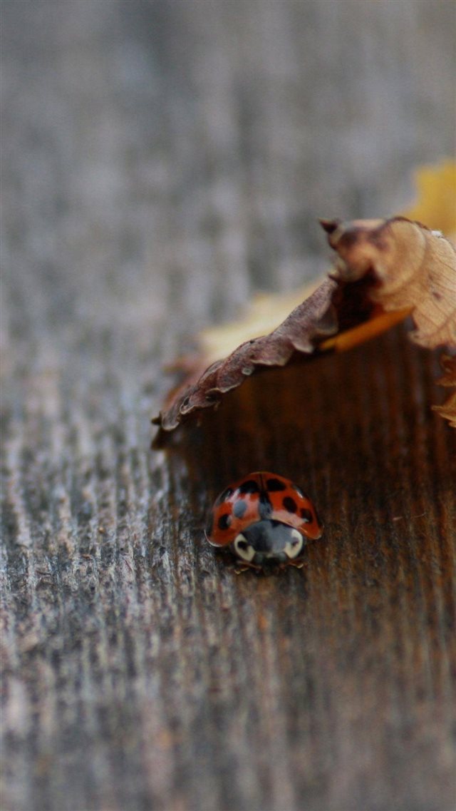 Ladybug Under Leaf Nature Wooden Board iPhone 8 wallpaper 