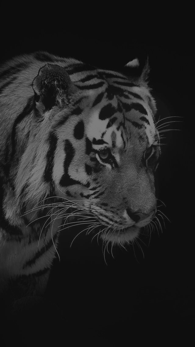 Tiger Dark Animal Love Nature iPhone 8 wallpaper 