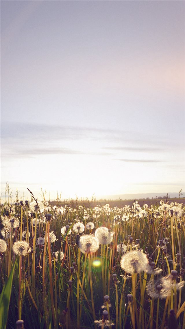 Nature Love Flower Flare Dandelion iPhone 8 wallpaper 