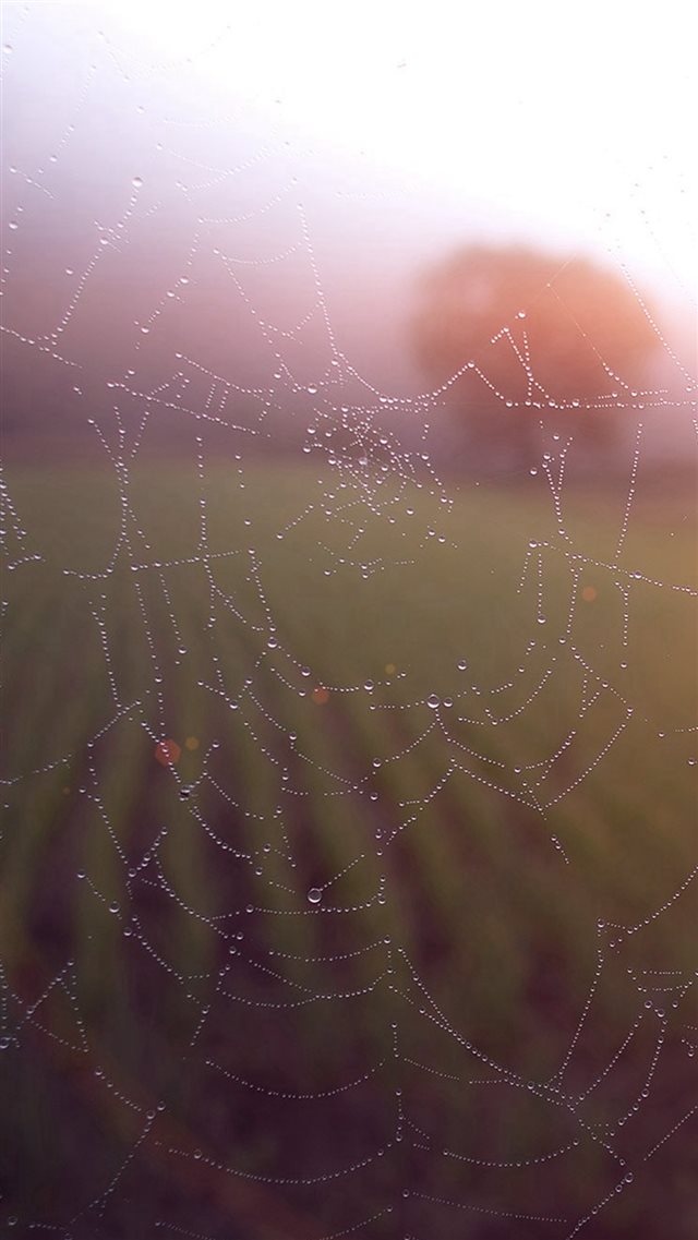 Morning Dew Spider Web Rain Water Nature Flare iPhone 8 wallpaper 