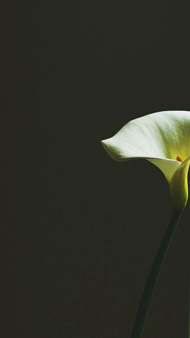 Lily Flower Minimal Simple Green Nature iPhone 8 wallpaper 