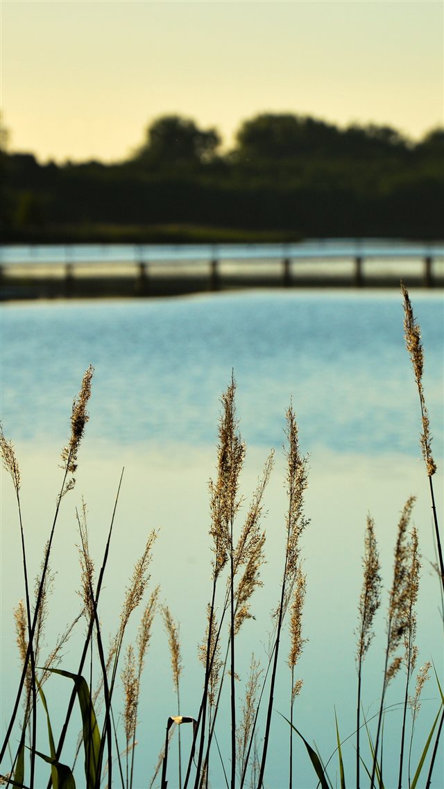 Lake View Flower Water Calm Nature Bokeh iPhone 8 wallpaper 