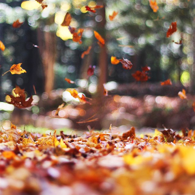 Fall Leaves Nature Tree Year Sad iPad wallpaper 