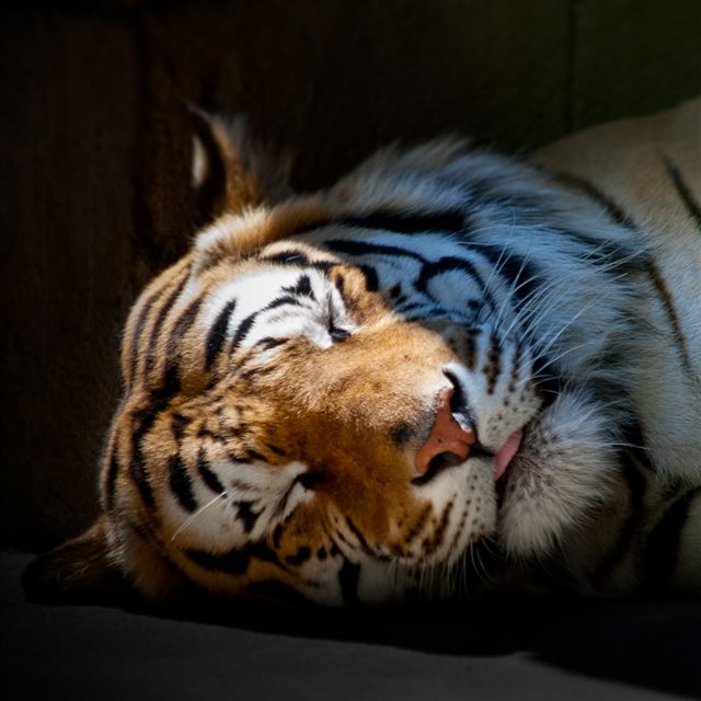 Calm Sleeping Tiger iPad wallpaper 