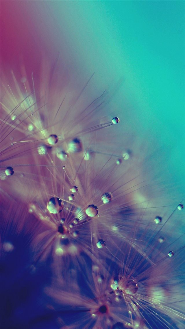 Dandelion Water Drops Closeup  iPhone 8 wallpaper 