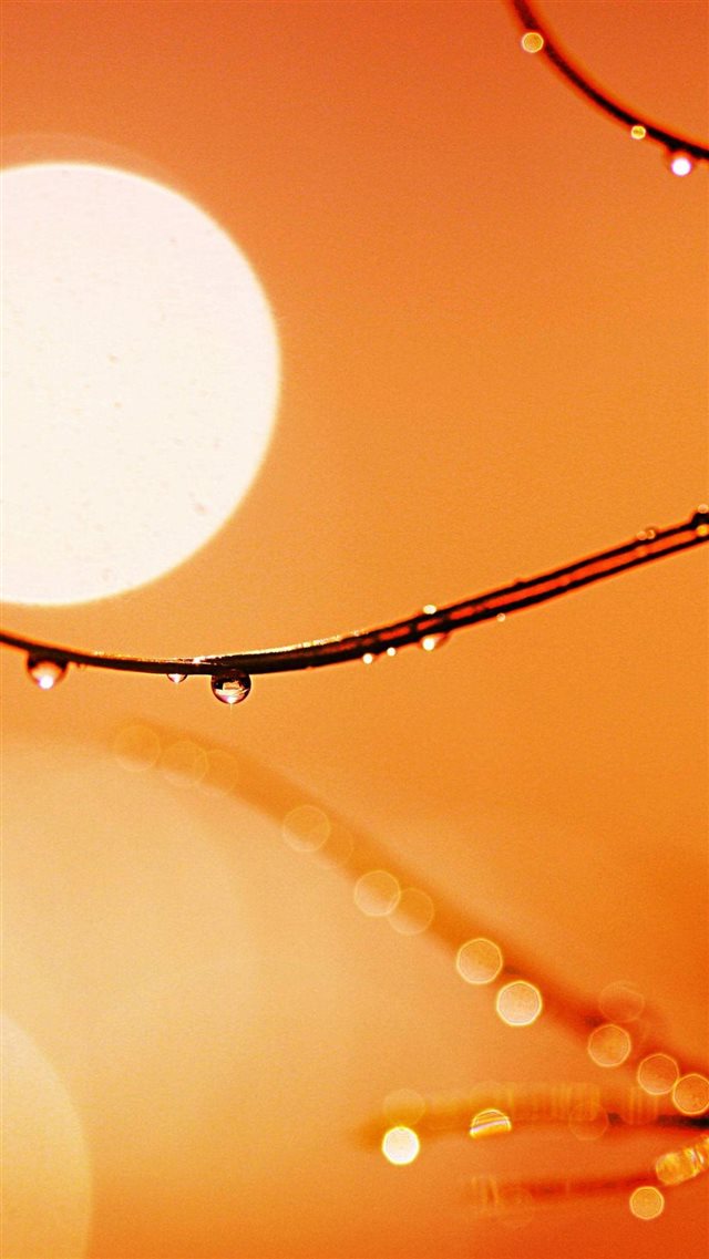 Macro Drops On Branch Hot Sun iPhone 8 wallpaper 