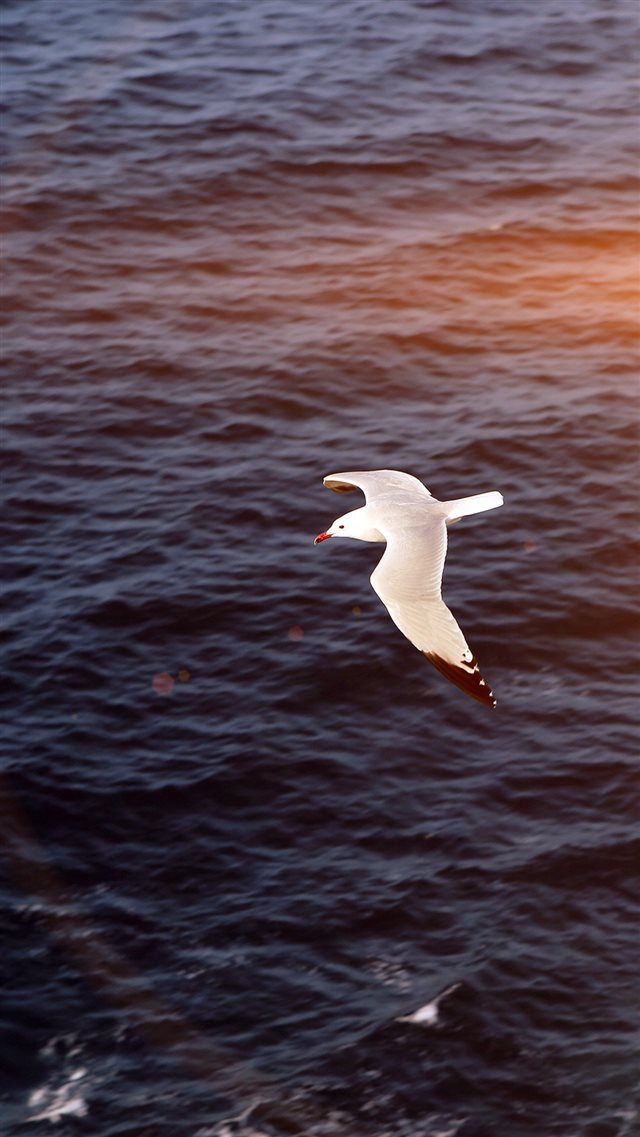 Seagull Bird Sea Ocean Animal Nature Flare iPhone 8 wallpaper 
