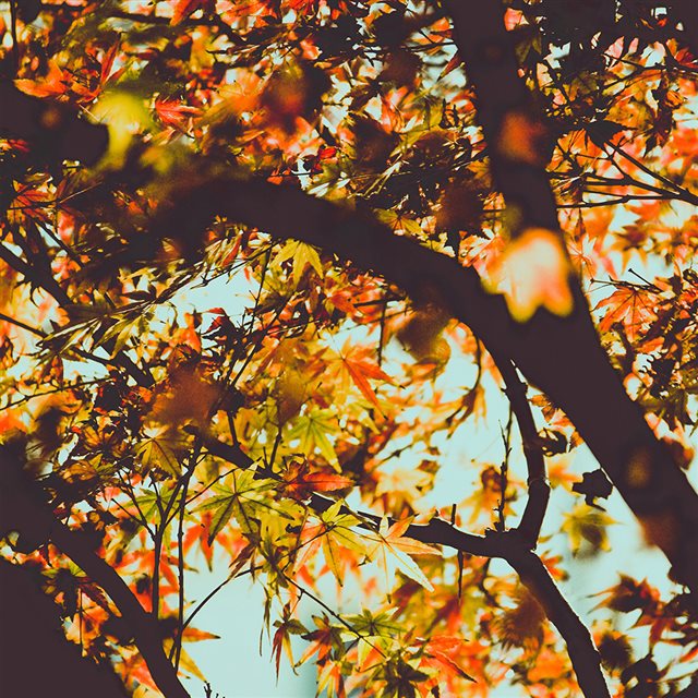 Fall Tree Leaf Autumn Nature Mountain iPad wallpaper 