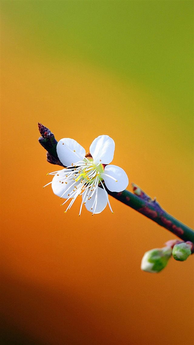 Pretty Plum Flower Spring Scene iPhone 8 wallpaper 