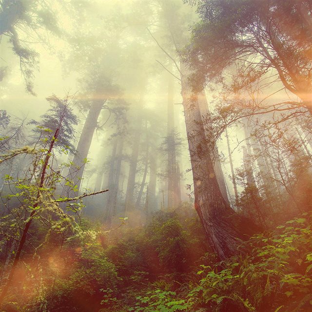 Forest Wood Fog Flare Red Nature Green iPad wallpaper 