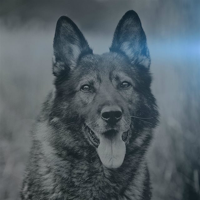 My Shepherds Dog Blue Flare Smile Animal Nature iPad wallpaper 