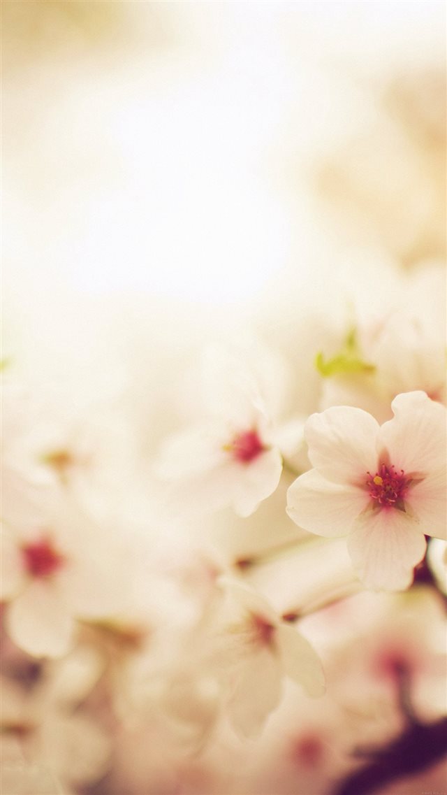 Blossom Cherry Spring Red Sakura Nature Flower iPhone 8 wallpaper 