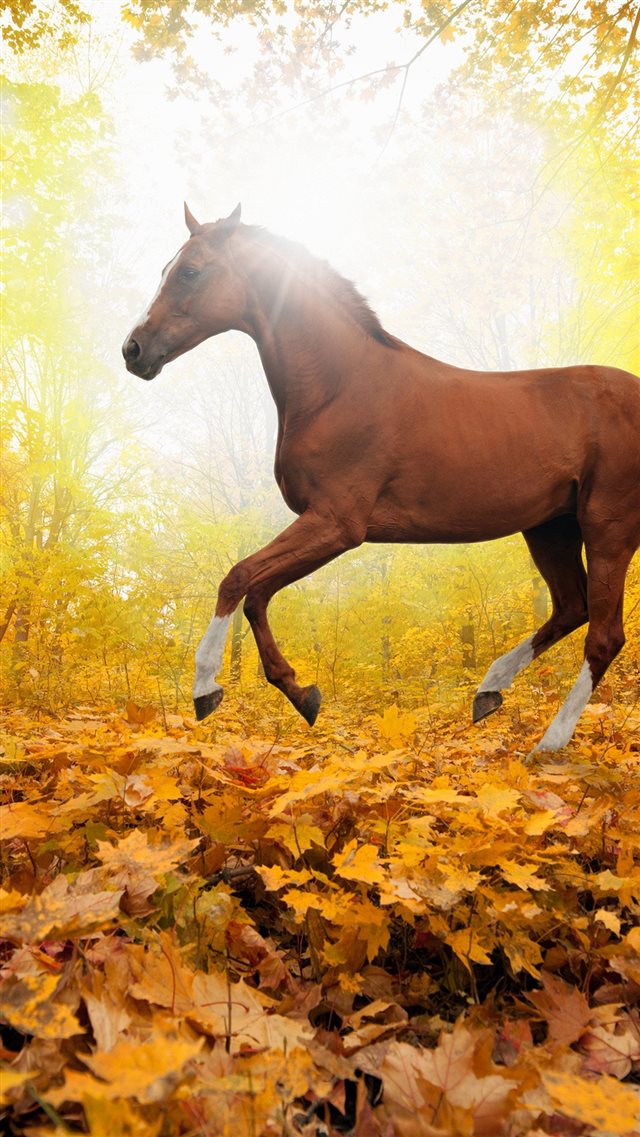 Horse Art Animal Fall Leaf Mountain Red iPhone 8 wallpaper 