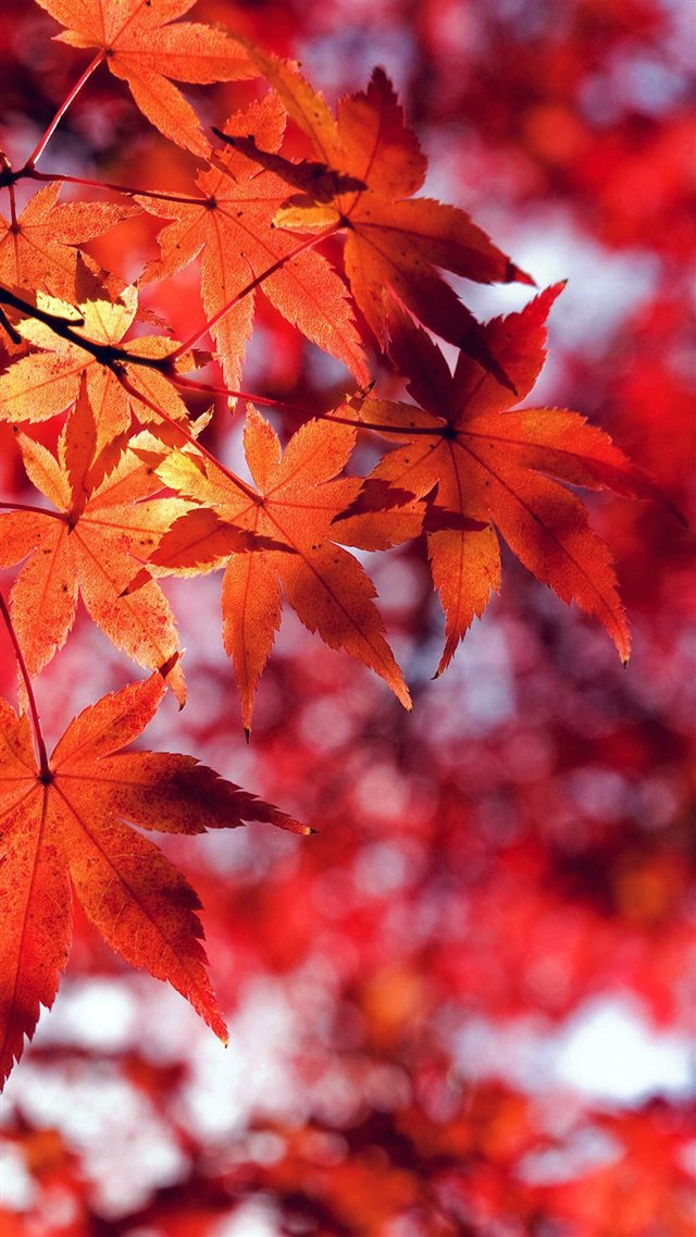 Fall Leaf Red Mountain Bokeh iPhone 8 wallpaper 