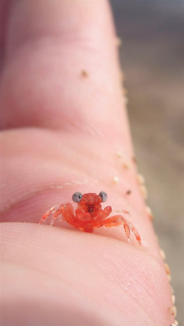 Tiny Little Crab Hand Animal Sea Cute Flare iPhone 8 wallpaper 