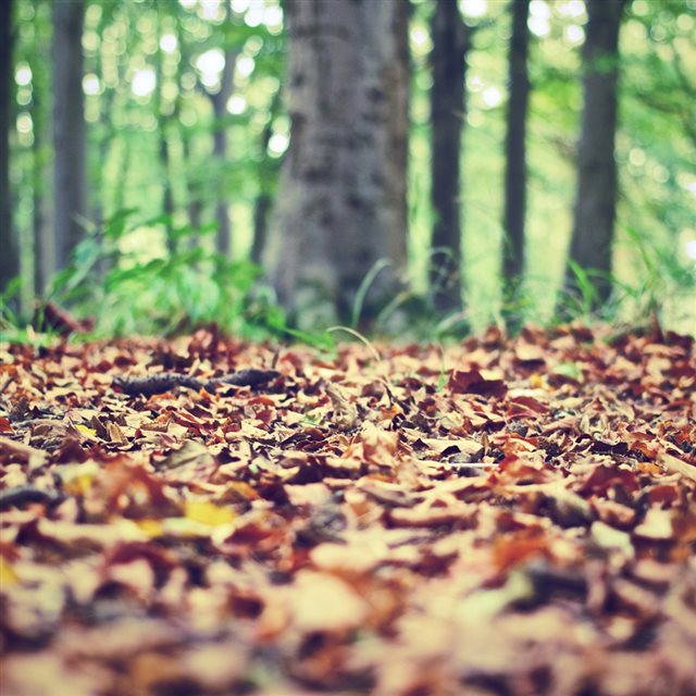 Nature Autumn Leave Ground iPad wallpaper 