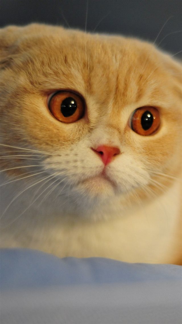 Scottish Fold Cat Breed Macro Face Nose Eyes Ears iPhone 8 wallpaper 