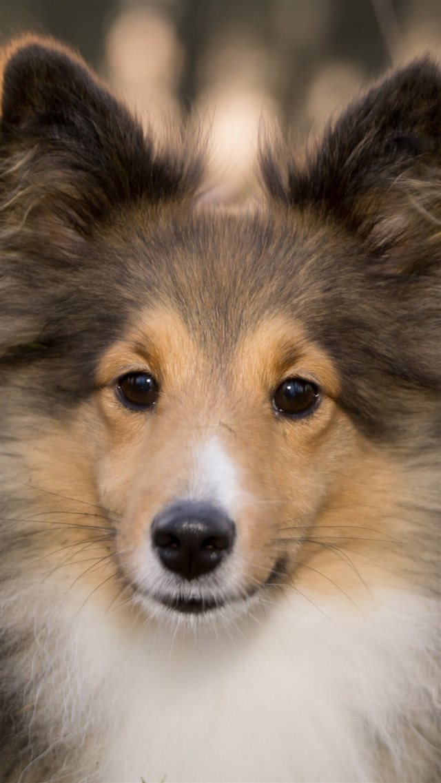 Shetland Sheepdog Dog Muzzle Fluffy iPhone 8 wallpaper 