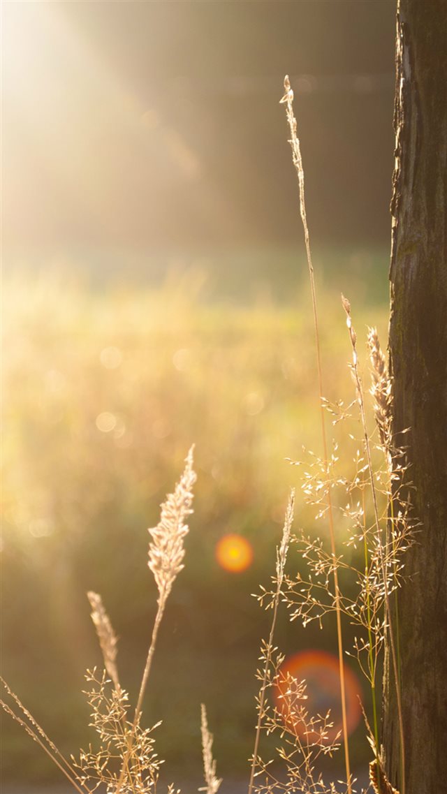 Sunshie Field Tree Light Flare Weed iPhone 8 wallpaper 