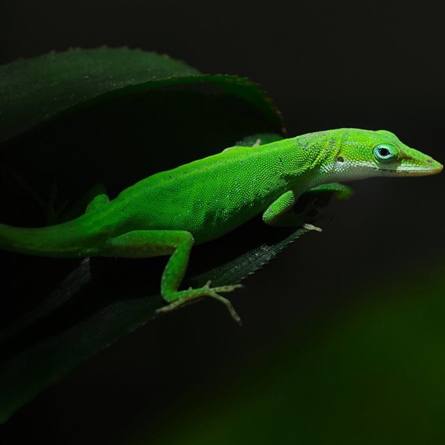 Cool Green Lizard iPad wallpaper 