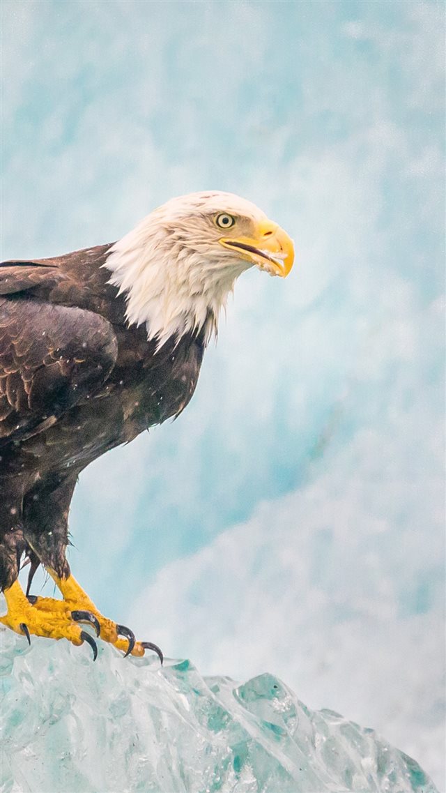 Eagle Bird Predator Ice iPhone 8 wallpaper 