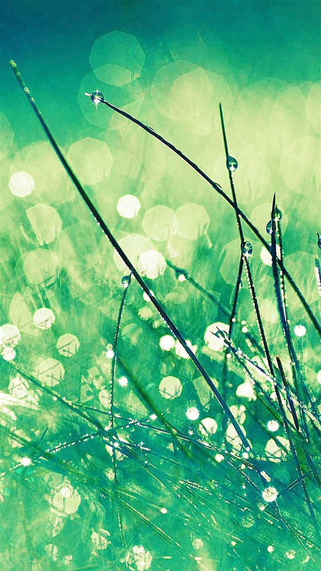 Grass Dew Greener Leaf iPhone 8 wallpaper 