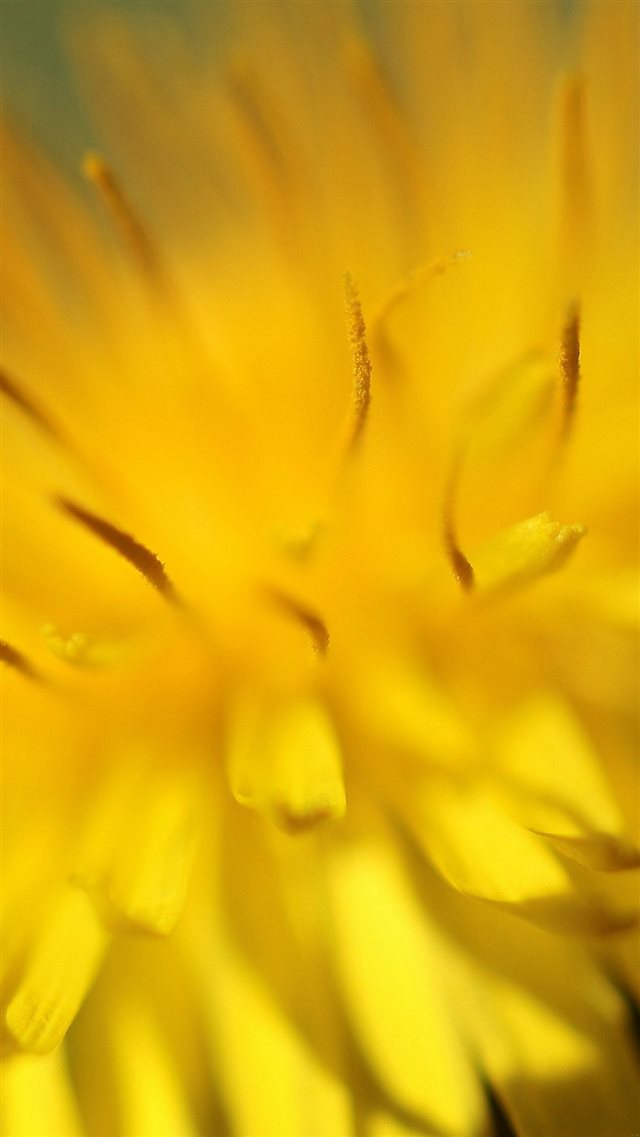 Yellow Flower Zoom Nature iPhone 8 wallpaper 