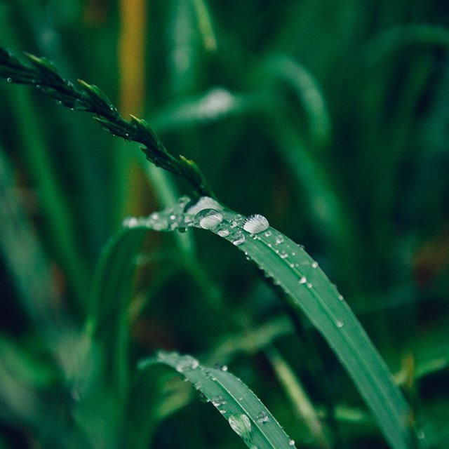 Grass Drop Water Rain Nature Forest iPad wallpaper 