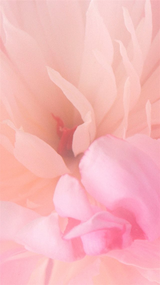 Blooming Pink Flower iPhone 8 wallpaper 
