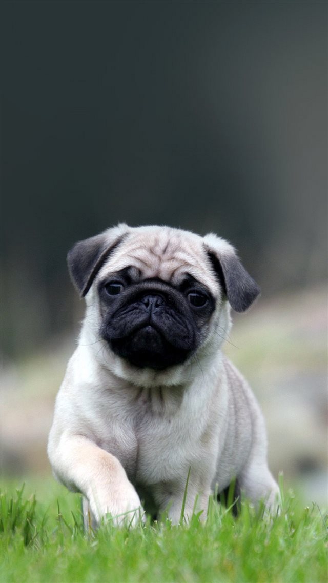 Cute Pug Dog In Grass iPhone 8 wallpaper 