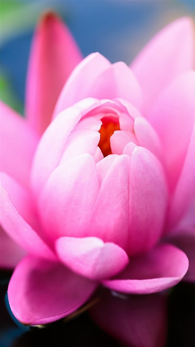 Pink Water Lily iPhone 8 wallpaper 