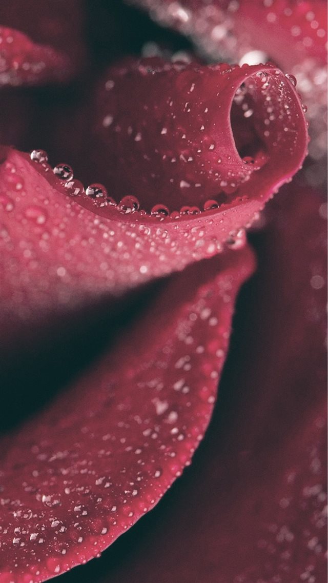 Red Rose Close Up Dew Drops iPhone 8 wallpaper 