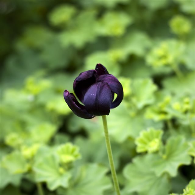 Violet Tulip Lonely Macro iPad wallpaper 