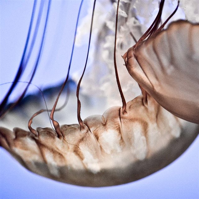 Undersea Ocean Jellyfishes Macro iPad wallpaper 