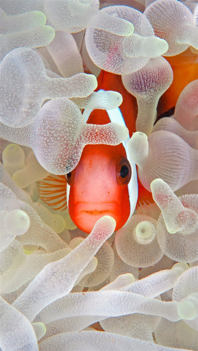 Undersea Coral Reef Hidden Fish iPhone 8 wallpaper 