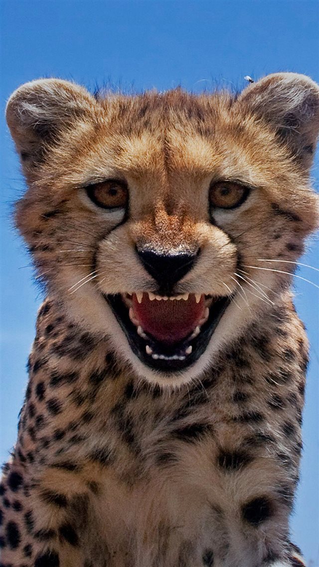 Little Leopard Shout Close Up iPhone 8 wallpaper 