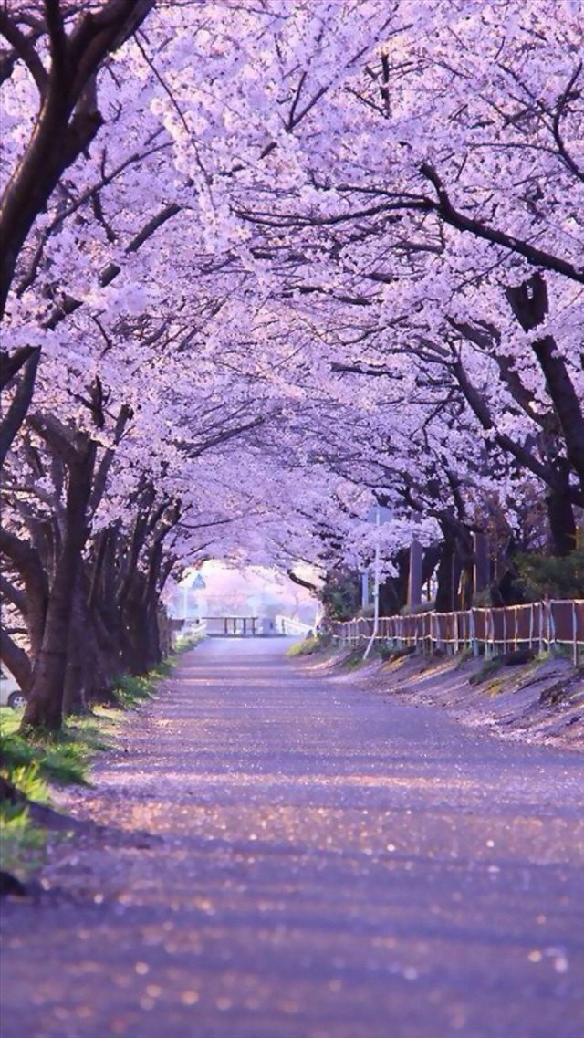 Sakura Blossom Street iPhone 8 wallpaper 
