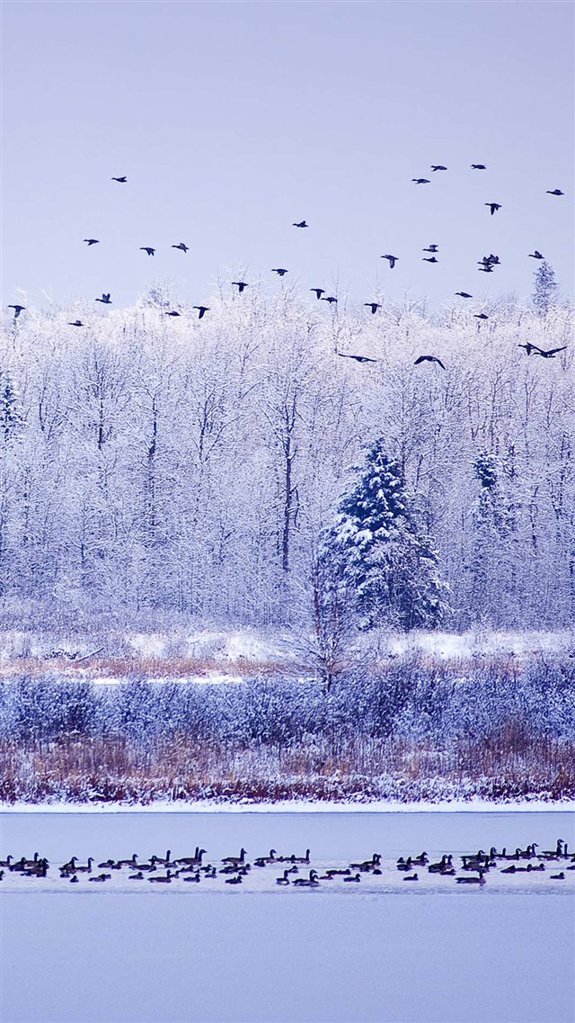 Winter River Migratory Birds iPhone 8 wallpaper 