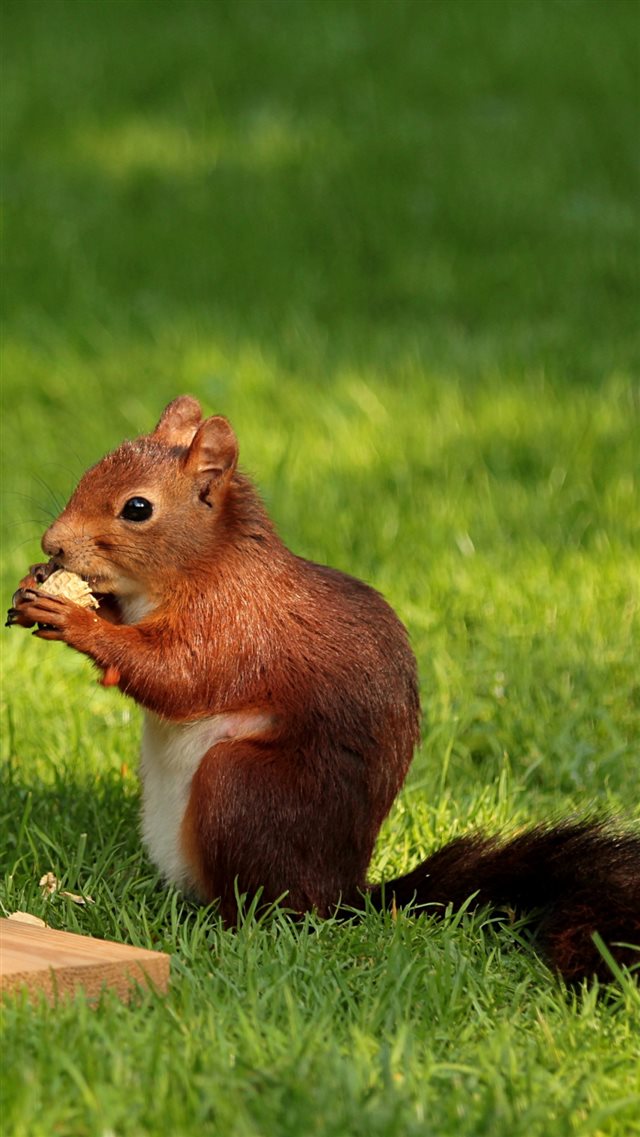 Squirrel Nuts Pork Grass iPhone 8 wallpaper 